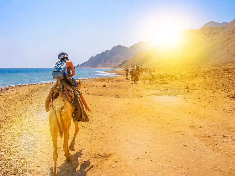 Tourist on camels in Egypt